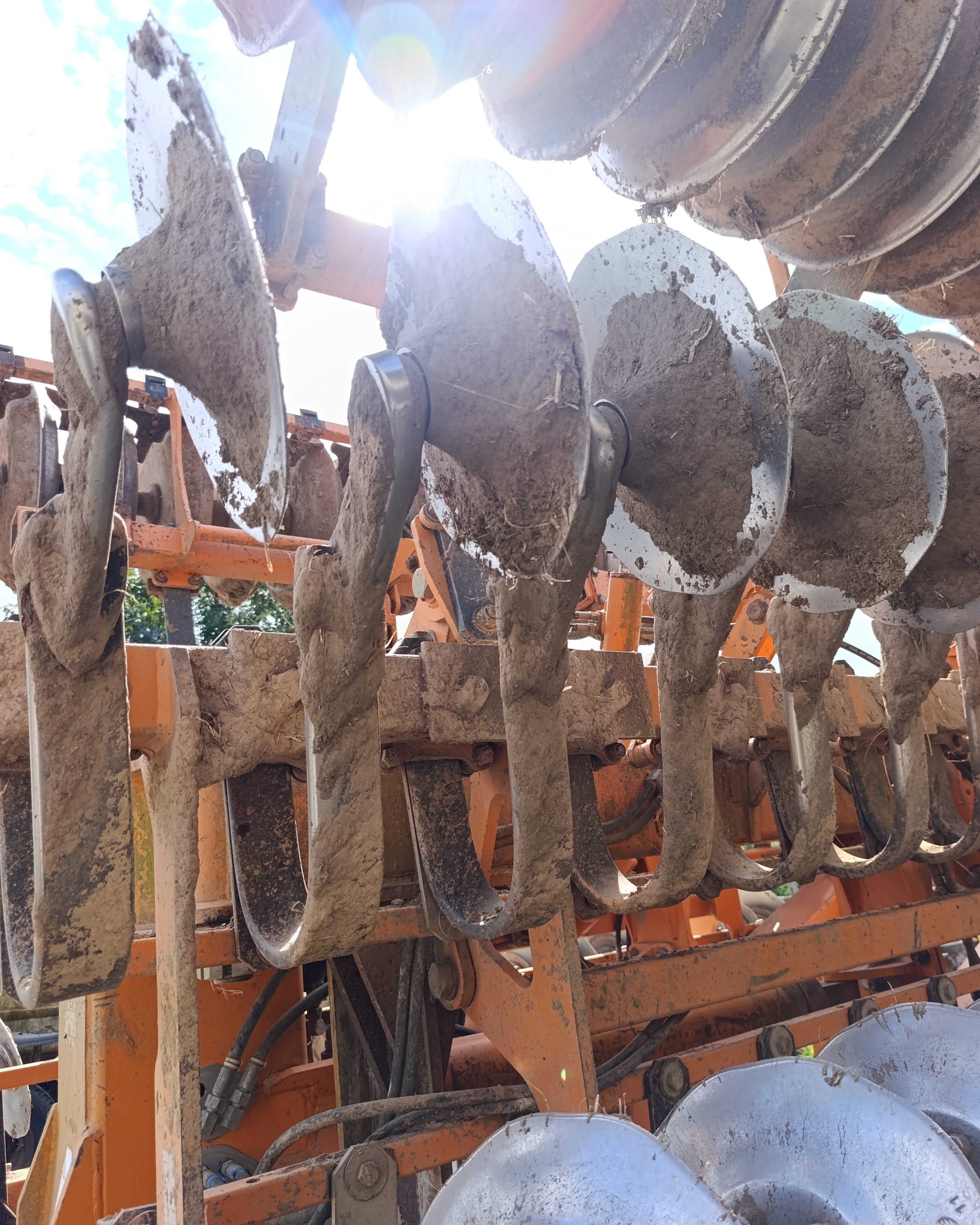 Brona talerzowa Simba im.