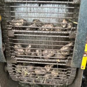 Kombajn buraczany ROPA