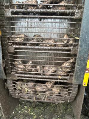 Kombajn buraczany ROPA